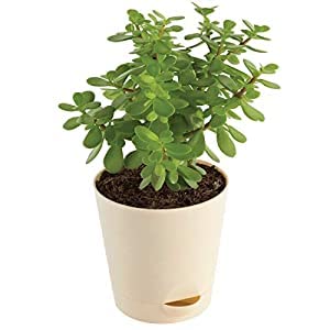 Lucky Leafy Jade Plant